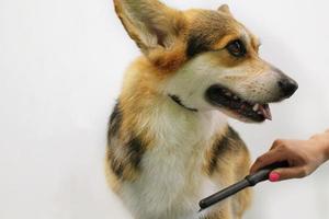 la mano de la peluquera hace un corte de pelo de raza con peine después de lavar la piel del perro en el salón de aseo. uso de herramienta para peinar lana. concepto profesional de cuidado de mascotas. primer plano con espacio de copia para texto foto