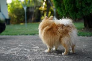 The Pomeranian is standing in front of the house and is a highly alert dog. photo