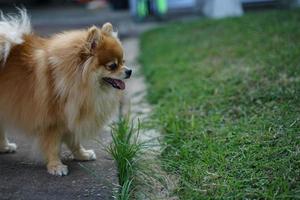 The Pomeranian is standing in front of the house and is a highly alert dog. photo