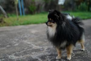 The Pomeranian is standing in front of the house and is a highly alert dog. photo