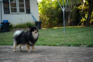 el pomerania está parado frente a la casa y es un perro muy alerta. foto