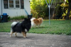 The Pomeranian is standing in front of the house and is a highly alert dog. photo