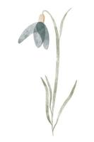 Watercolor trendy flower. Vector illustration for web, app and print. Elegant feminine shape floristic isolated snowdrop flower. Garden, botanical, minimalistic floral element.