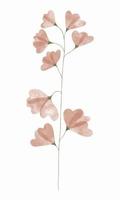 Watercolor trendy flower. Vector illustration for web, app and print. Elegant feminine shape floristic isolated sweet pea flower. Garden, botanical, minimalistic floral element.