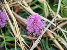 Mimosa strigillosa is a member of the original and perennial pea family, the Fabaceae family photo