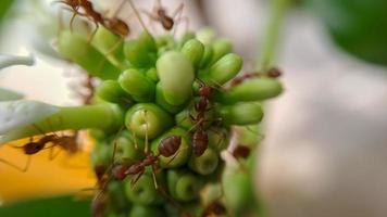 Little Red Fire Ant photo