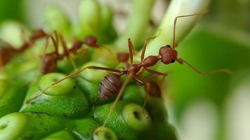 Little Red Fire Ant
