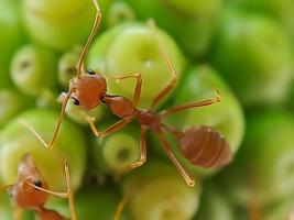 Little Red Fire Ant photo