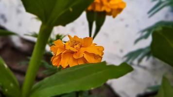 marigolds are great sources of color in the garden, especially if you deadhead the fading blossoms, there are some more interesting options that can be planted. photo