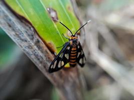 Animal Amata huebneri photo