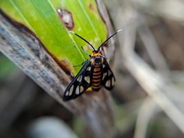 Animal Amata huebneri photo