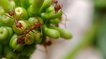 Little Red Fire Ant photo