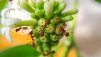 Little Red Fire Ant photo