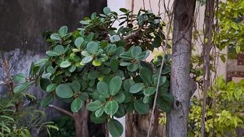 El ficus de la isla verde también se conoce como ficus microcarpa. esta planta es originaria del sur de china y de la isla de oceania foto