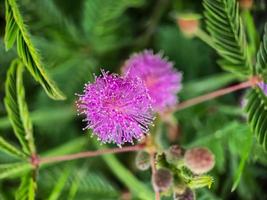 mimosa strigillosa es miembro de la familia original y perenne de los guisantes, la familia fabaceae foto