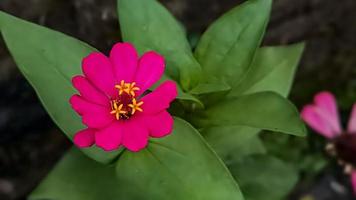 Zinnia elegans profusion red photo