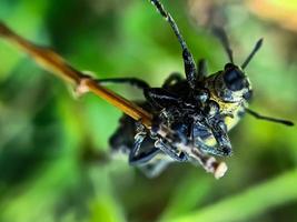 escarabajos verdes macro apareándose en una rama de árbol de hoja verde foto