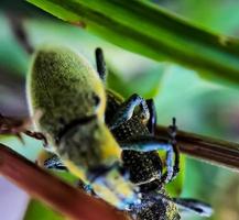 escarabajos verdes macro apareándose en una rama de árbol de hoja verde foto