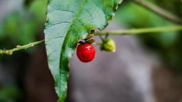 vergonzoso rivina o pigeonberry o bloodberry, tiro en la mañana macro en el jardín foto