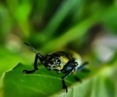 escarabajos verdes macro apareándose en una rama de árbol de hoja verde foto