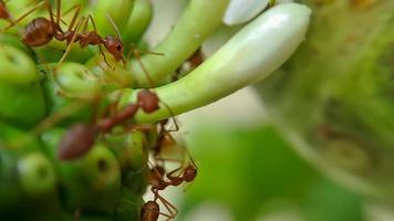 Little Red Fire Ant photo