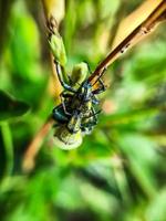 macro green beetles mating on a green leaf tree branch photo