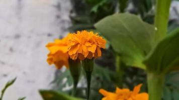 marigolds are great sources of color in the garden, especially if you deadhead the fading blossoms, there are some more interesting options that can be planted. photo