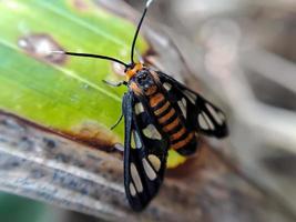 Animal Amata huebneri photo