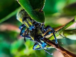 escarabajos verdes macro apareándose en una rama de árbol de hoja verde foto