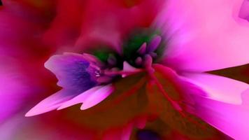 Beautiful red pink geometric floral composition on dark background Abstract liquid photo