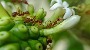 pequeña hormiga roja de fuego foto