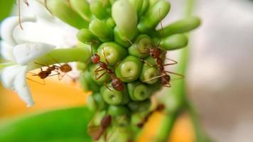 Little Red Fire Ant photo