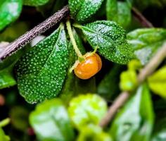 fruto y flora de la planta tupida murraya paniculata foto