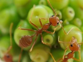 Little Red Fire Ant photo