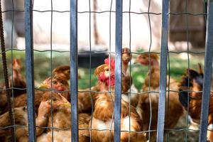 Group of chickens going out from coop. photo