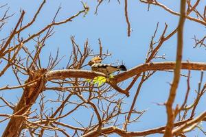 abubilla en la rama de un árbol en un día soleado foto