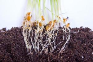 Corn plant growing from seed to seedling isolated photo