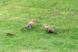 Two Hoopoe bird sitting on green grass close-up photo