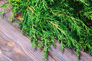 Branch thuja on dark wooden background with copy space. Toned photo