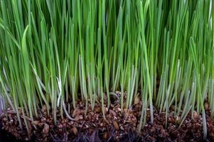 Germinated seeds of oat, green grass. photo