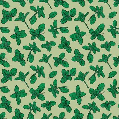 Basil Seamless Pattern. Italian herbs. Marjoram pattern.