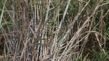 wind, der auf fargesia rufa weht, einem holzigen bambus, der in westchina beheimatet ist