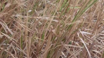 Captura de detalle de hierba alta que sopla en un campo video