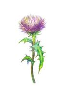 Burdock flower drawn with colored pencils isolated on white background. vector