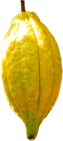 Cacao fruit isolated png