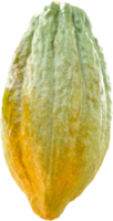 fruto de cacau isolado png