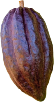 cacao frutta isolato png