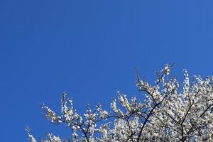 Plum blossoms.Plum blossoms. photo