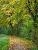 tiempo de otoño en un río en Alemania foto