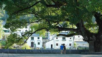 The old and big tree view full of the green leaves on it in the countryside of the China photo